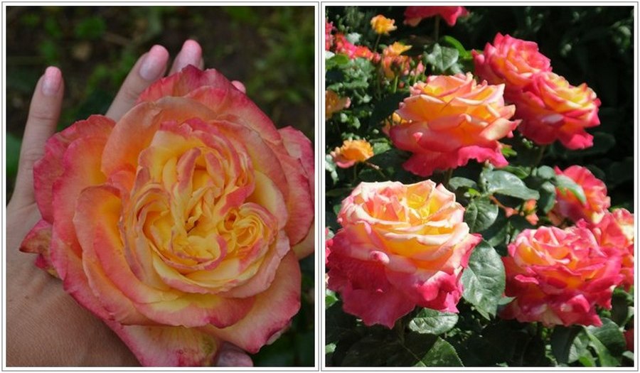 Oriental Peace róże wielkokwiatowe